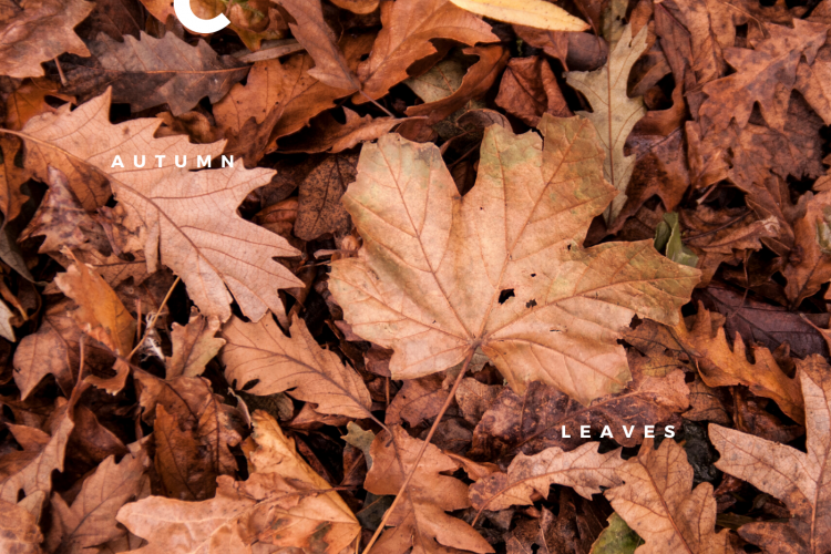 Autumn Leave performed by Chris Shahin